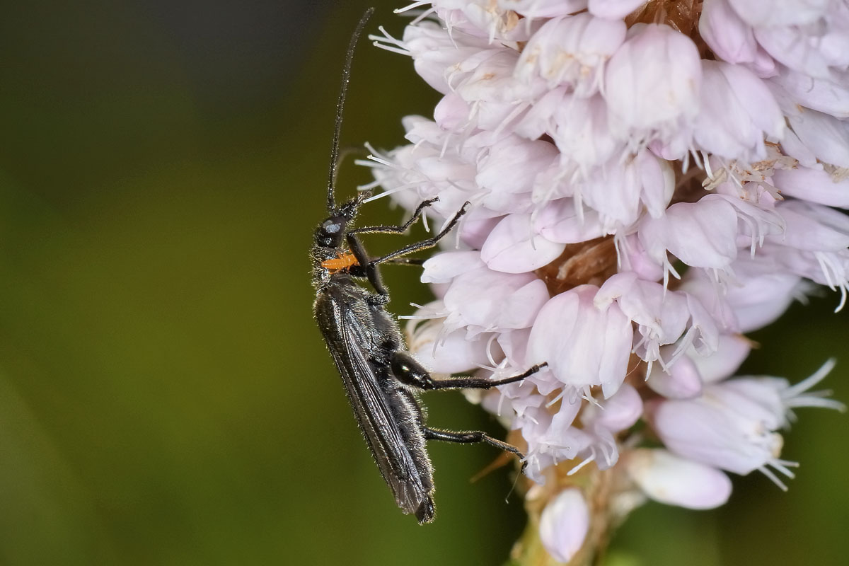 Maschio di Oedemera pthysica (forma nera) con Triungulino